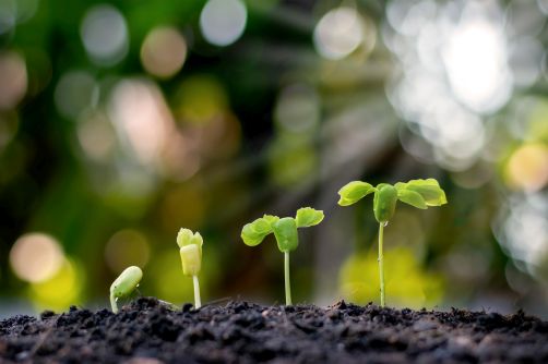 Lobbytrack Growth